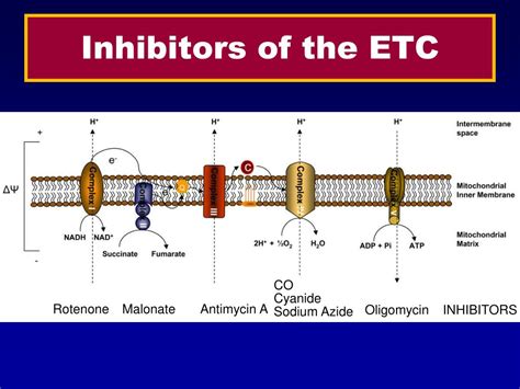 inhibitors of electron transport chain ppt|Inhibitors of Electron Transport Chain – Metabolism of carbohydrates.